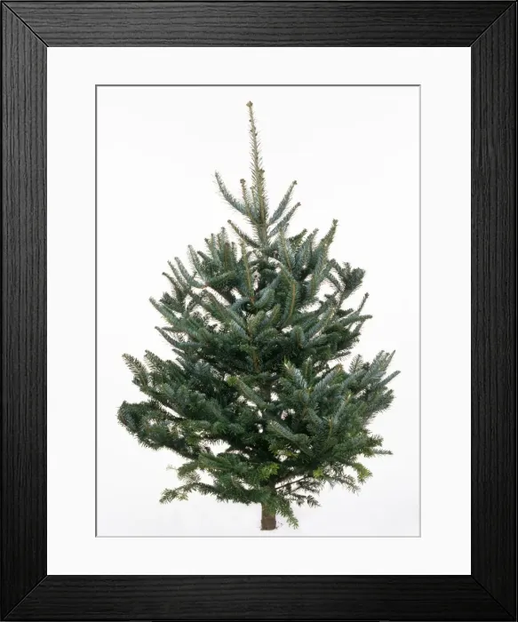 Framed Print : Christmas Tree - Fraser Fir variety Framed Print : Christmas Tree - Fraser Fir variety