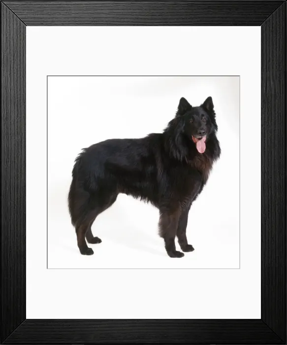Framed Print : Groenendael Dog Framed Print : Groenendael Dog