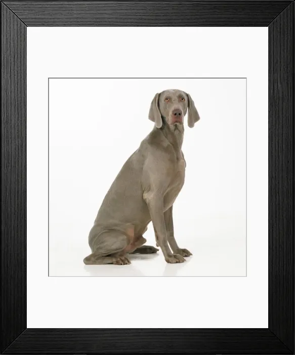 Framed Print : Weimaraner Dog