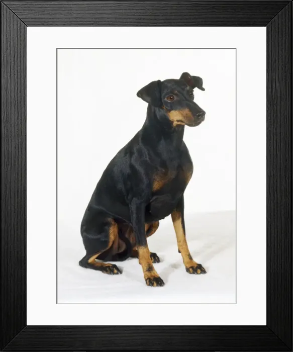 Framed Print : Manchester Terrier Dog Framed Print : Manchester Terrier Dog