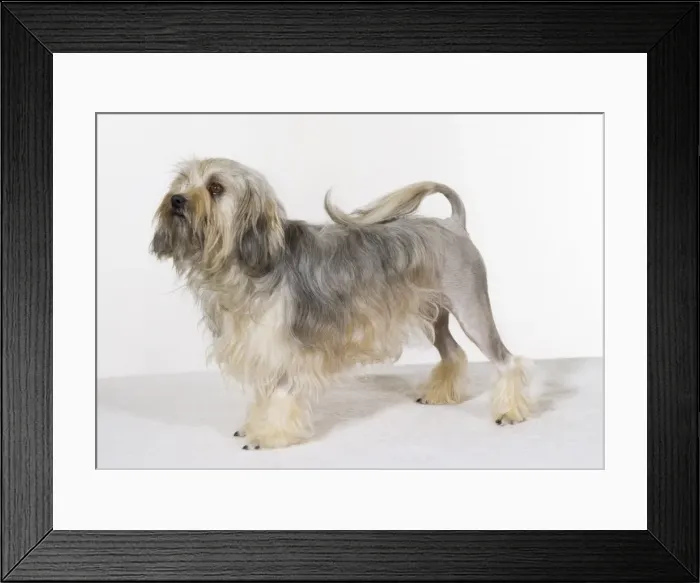 Framed Print : Lowchen Dog