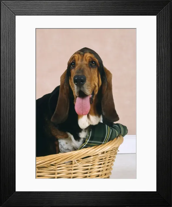 Framed Print : Basset Hound Dog - in basket Framed Print : Basset Hound Dog - in basket