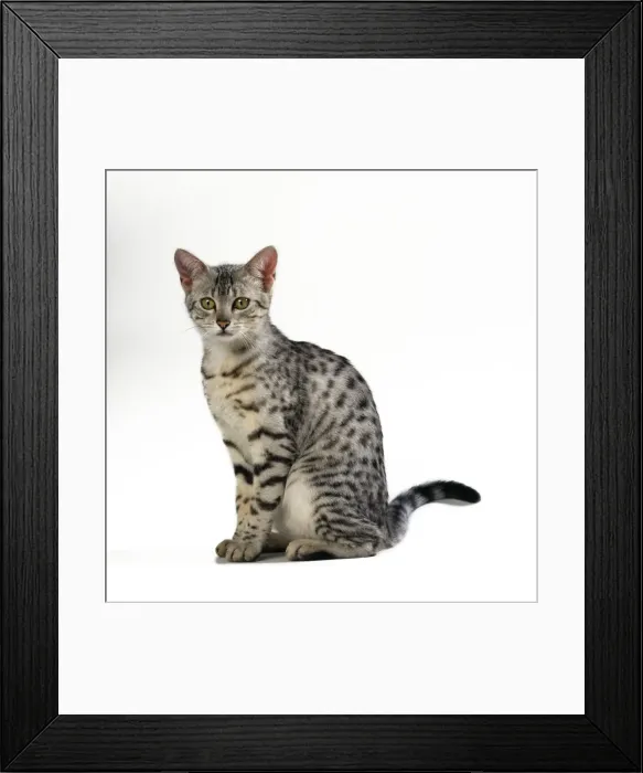 Framed Print : Egyptian Mau Cat Framed Print : Egyptian Mau Cat