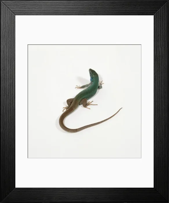 Framed Print : Green Lizard Framed Print : Green Lizard