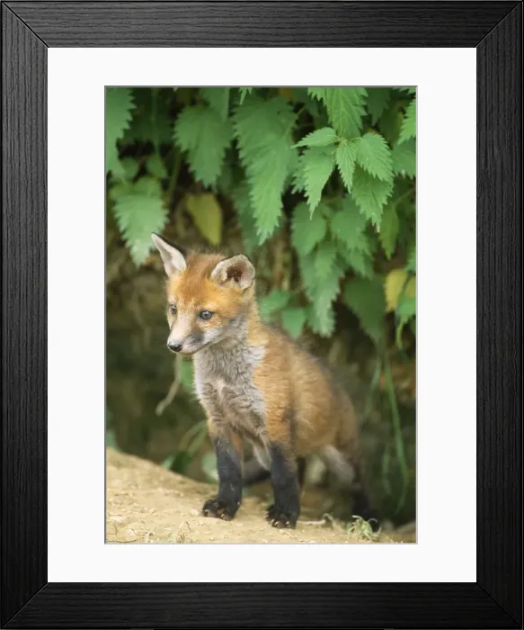Framed Print : Fox - cub at den Framed Print : Fox - cub at den