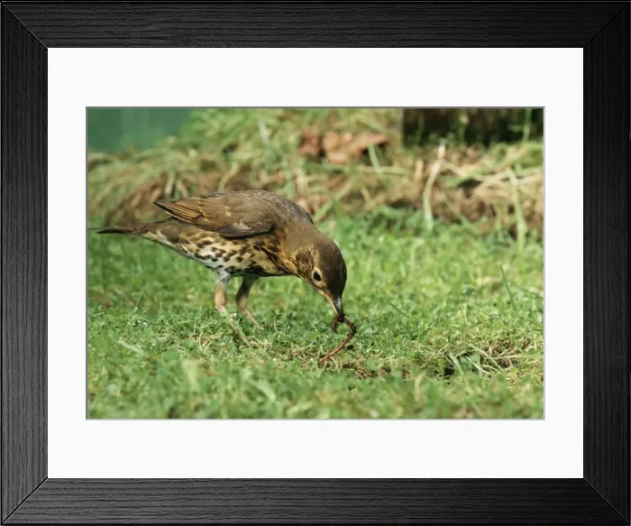 Framed Print : Song Thrush Pulling up worm Framed Print : Song Thrush Pulling up worm