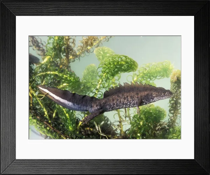 Framed Print : Great Crested Newt Framed Print : Great Crested Newt