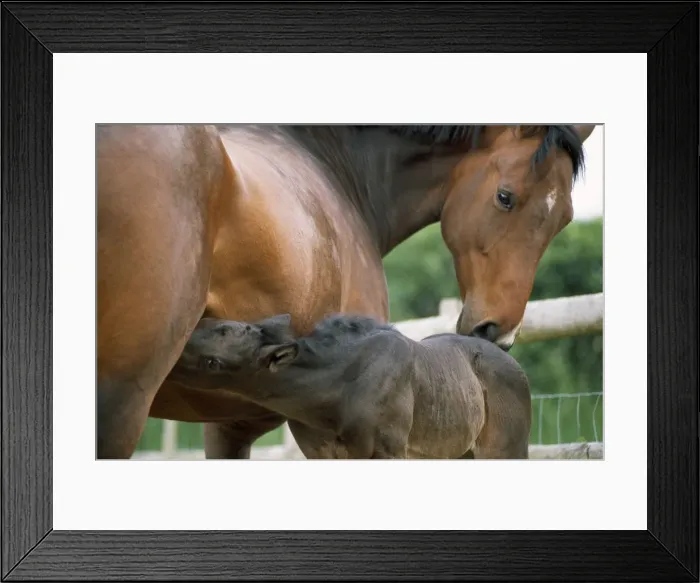 Framed Print : Horse - with foal suckling Framed Print : Horse - with foal suckling