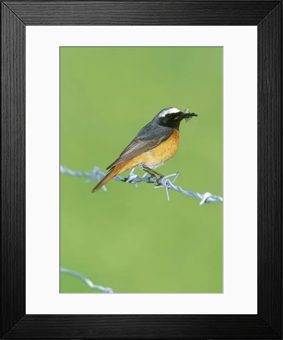 Framed Print : Redstart - with insect in beak Framed Print : Redstart - with insect in beak