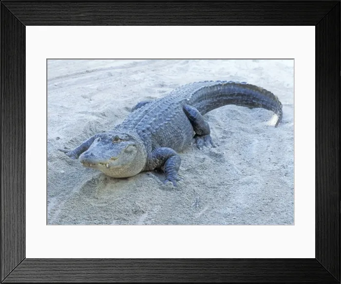 Framed Print : American Alligator USA Framed Print : American Alligator USA