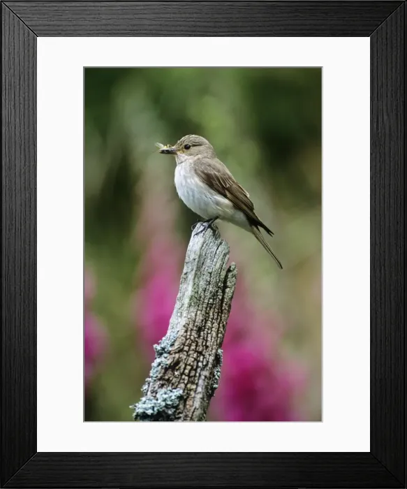 Framed Print : Spotted Flycatcher - with insect in beak Framed Print : Spotted Flycatcher - with insect in beak