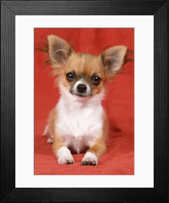 Framed Print : Chihuahua Dog Framed Print : Chihuahua Dog