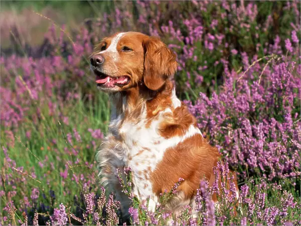 Brittany Dog - in heather