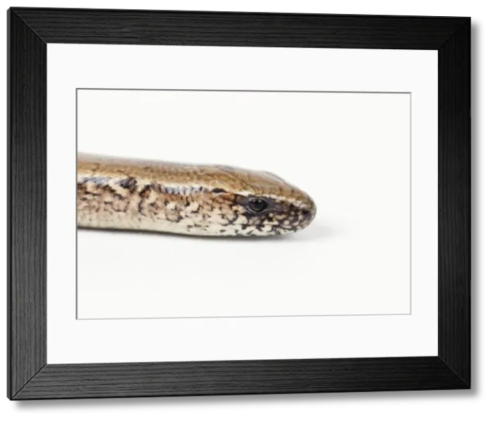 Framed Print : Slow Worm. JD-17709. SLOW WORM. Studio. Anguis fragilis Framed Print : Slow Worm. JD-17709. SLOW WORM. Studio. Anguis fragilis