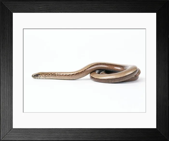 Framed Print : Slow Worm - female Framed Print : Slow Worm - female