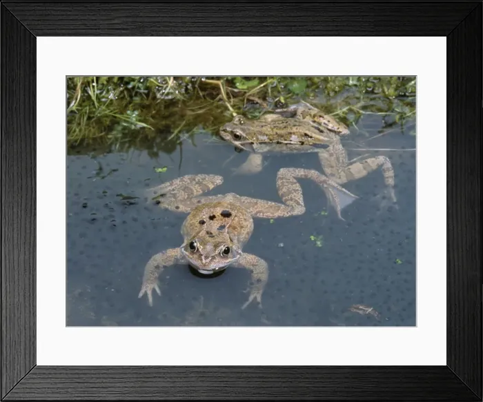 Framed Print : Common Frogs - In spawn