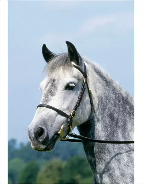 Grey Welsh Pony