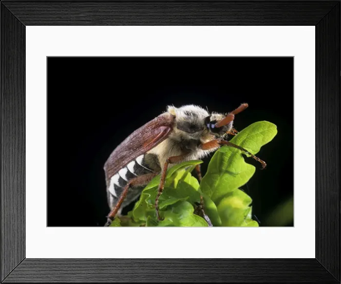 Framed Print : Cockchafer Framed Print : Cockchafer