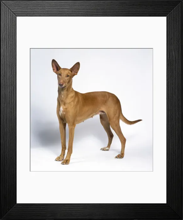 Framed Print : Pharoah Hound Dog Framed Print : Pharoah Hound Dog