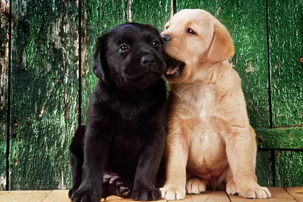 Black & Yellow Labrador Dog - puppies by barn door