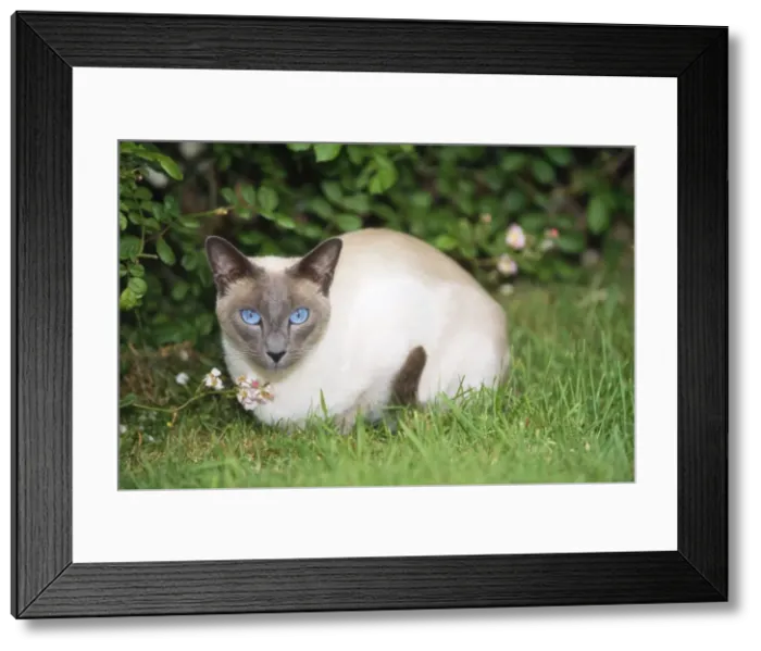 Framed Print : Siamese Blue Point Cat - lying in garden Framed Print : Siamese Blue Point Cat - lying in garden