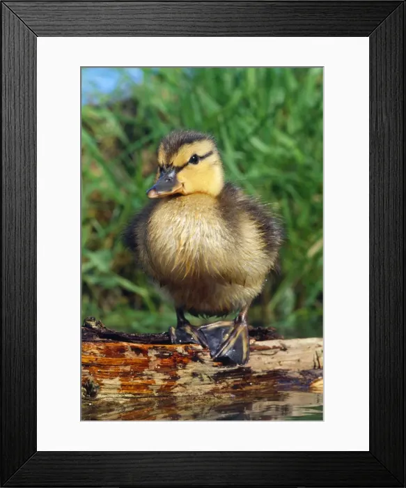 Framed Print : Mallard Duck - duckling on log in pond Framed Print : Mallard Duck - duckling on log in pond