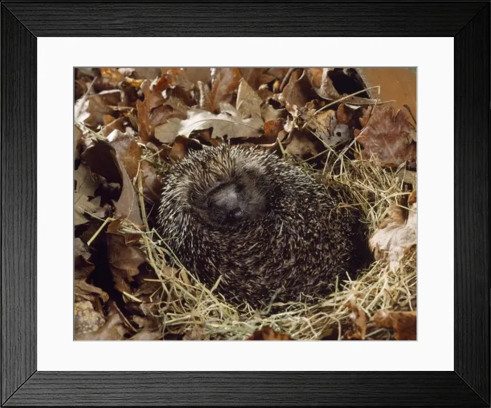 Framed Print : Hedgehog. JD-18527. HEDGEHOG. Erinaceus europaeus Framed Print : Hedgehog. JD-18527. HEDGEHOG. Erinaceus europaeus