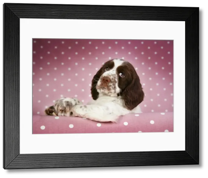 Framed Print : Dog - Springer Spaniel (approx 10 weeks old) with paws over ledge Framed Print : Dog - Springer Spaniel (approx 10 weeks old) with paws over ledge