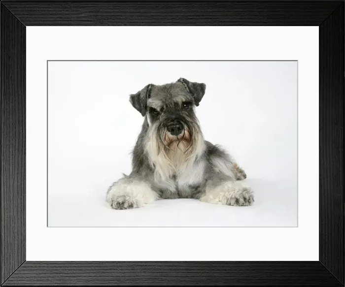 Framed Print : DOG. Miniature Schnauzer lying down Framed Print : DOG. Miniature Schnauzer lying down