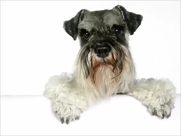 DOG. Miniature Schnauzer, sitting paws over