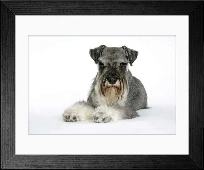 Framed Print : DOG. Miniature Schnauzer, laying down Framed Print : DOG. Miniature Schnauzer, laying down