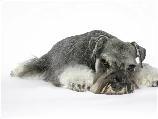 DOG. Miniature Schnauzer, laying down
