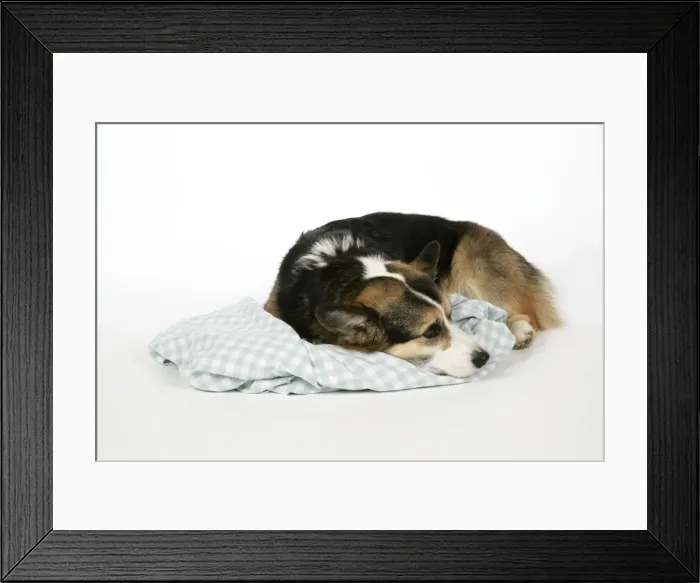 Framed Print : DOG - Corgi on its comfort blanket Framed Print : DOG - Corgi on its comfort blanket