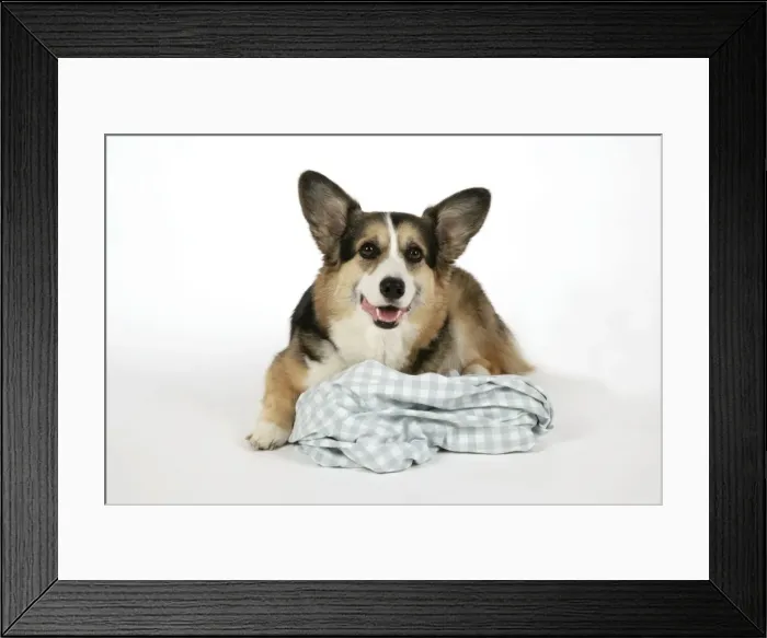 Framed Print : DOG - Corgi on its comfort blanket Framed Print : DOG - Corgi on its comfort blanket