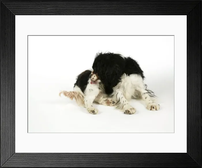Framed Print : DOG - Cavalier King Charles Spaniel licking itself, grooming Framed Print : DOG - Cavalier King Charles Spaniel licking itself, grooming