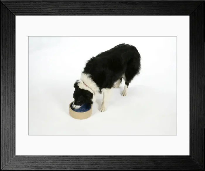 Framed Print : DOG - Border Collie drinking water from a bowl Framed Print : DOG - Border Collie drinking water from a bowl