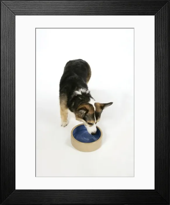 Framed Print : DOG - Corgi drinking from bowl Framed Print : DOG - Corgi drinking from bowl