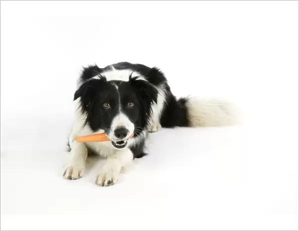 DOG. Dog with carrot in mouth