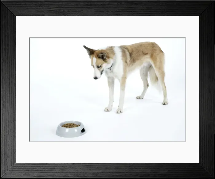 Framed Print : DOG - dog looking at food in bowl Framed Print : DOG - dog looking at food in bowl