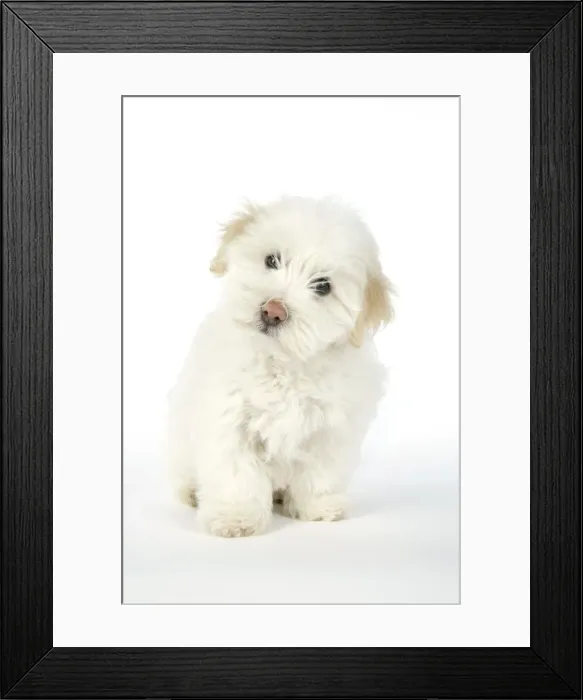 Framed Print : DOG. Coton de Tulear puppy ( 8 wks old ) Framed Print : DOG. Coton de Tulear puppy ( 8 wks old )