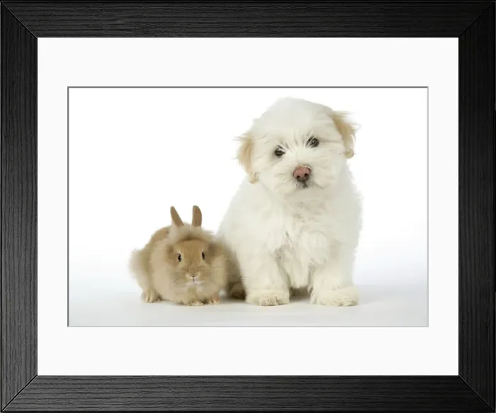 Framed Print : DOG & RABBIT. Coton de Tulear puppy ( 8 wks old ) with a lion head rabbit ( 6 wks old ) Framed Print : DOG & RABBIT. Coton de Tulear puppy ( 8 wks old ) with a lion head rabbit ( 6 wks old )