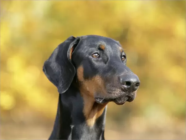 Dobermann dog, in autumn