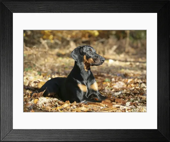Framed Print : Dobermann dog -Lying down, in autumn Framed Print : Dobermann dog -Lying down, in autumn