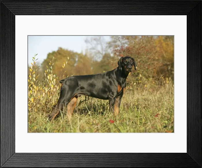 Framed Print : Dobermann dog in autumn Framed Print : Dobermann dog in autumn
