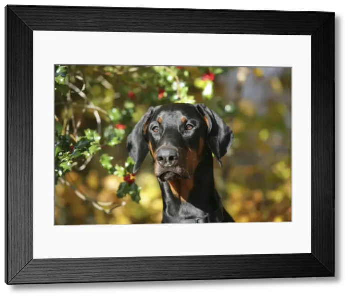 Framed Print : Dobermann dog with autumn leaves & holly Framed Print : Dobermann dog with autumn leaves & holly