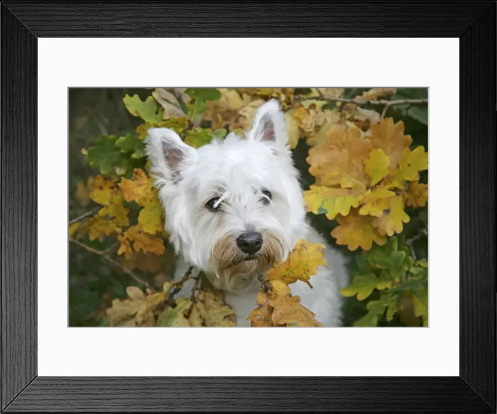 Framed Print : West Highland White Terrier dog amongst autumn leaves Framed Print : West Highland White Terrier dog amongst autumn leaves
