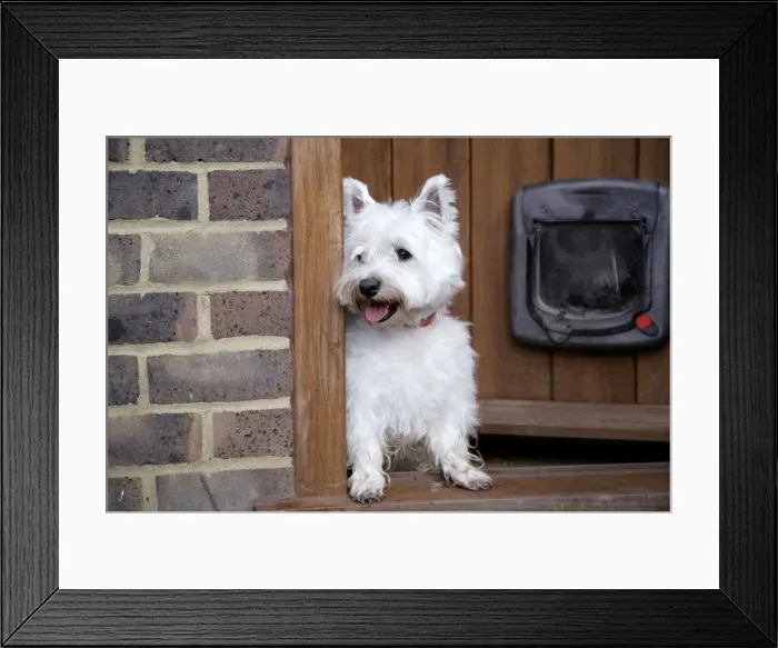 Framed Print : West Highland White Terrier dog at open door Framed Print : West Highland White Terrier dog at open door
