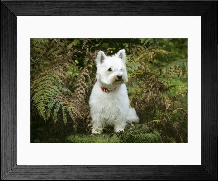 Framed Print : West Highland White Terrier dog sitting by bracken Framed Print : West Highland White Terrier dog sitting by bracken