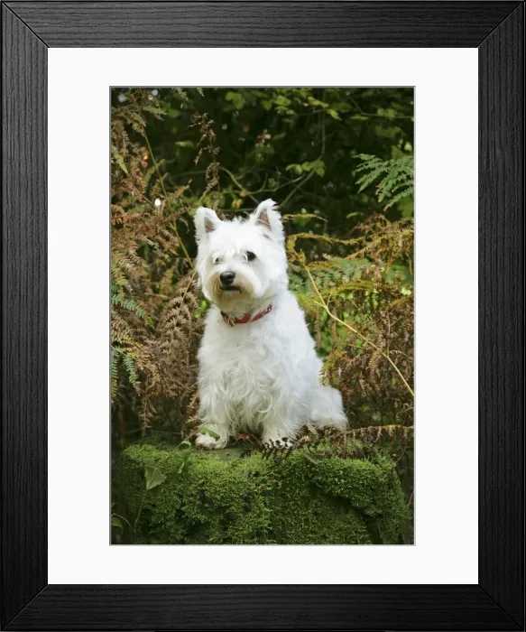 Framed Print : West Highland White Terrier dog sitting by bracken Framed Print : West Highland White Terrier dog sitting by bracken