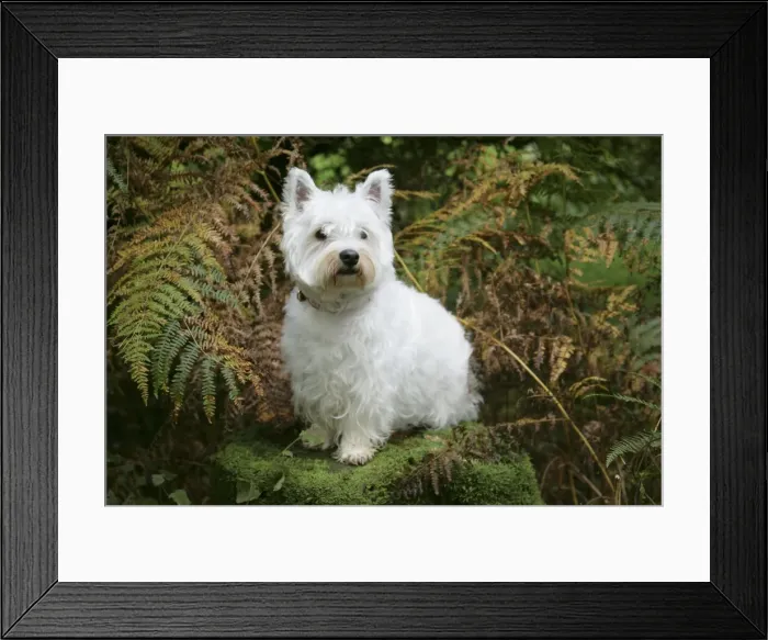 Framed Print : West Highland White Terrier dog sitting by bracken Framed Print : West Highland White Terrier dog sitting by bracken